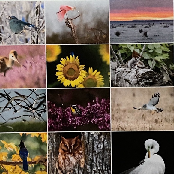 2023 Audubon Society Protecting Birds & Nature Photography 16 Month Calendar - Picture 4 of 8